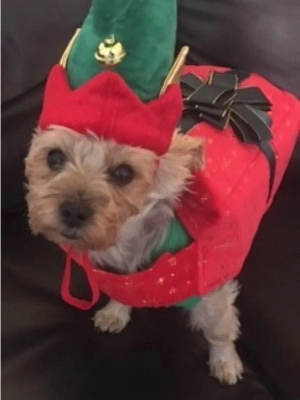 Holiday Red and Green Dog Costume - Festive Pet Outfit